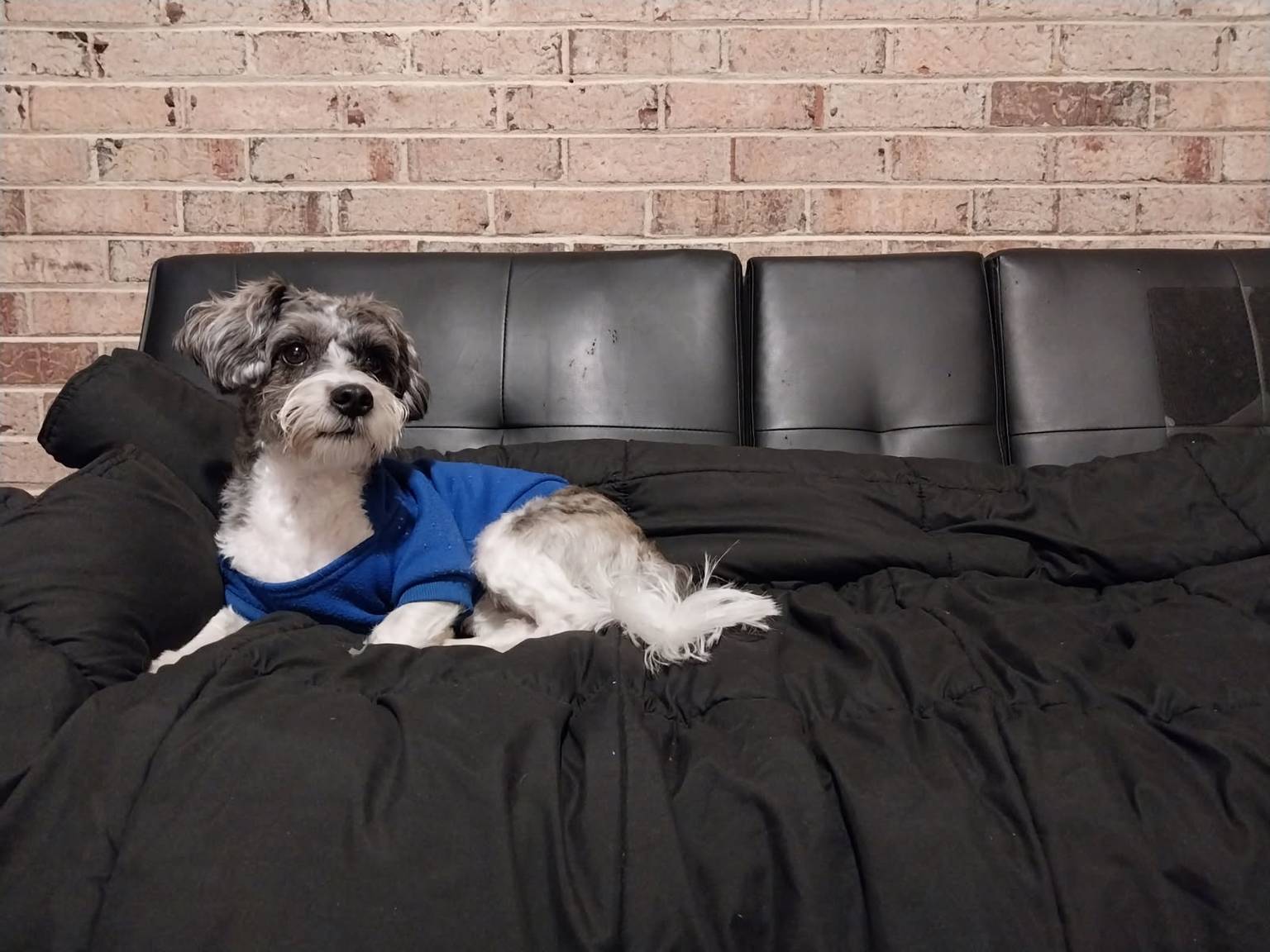 Dog enjoying daily activities